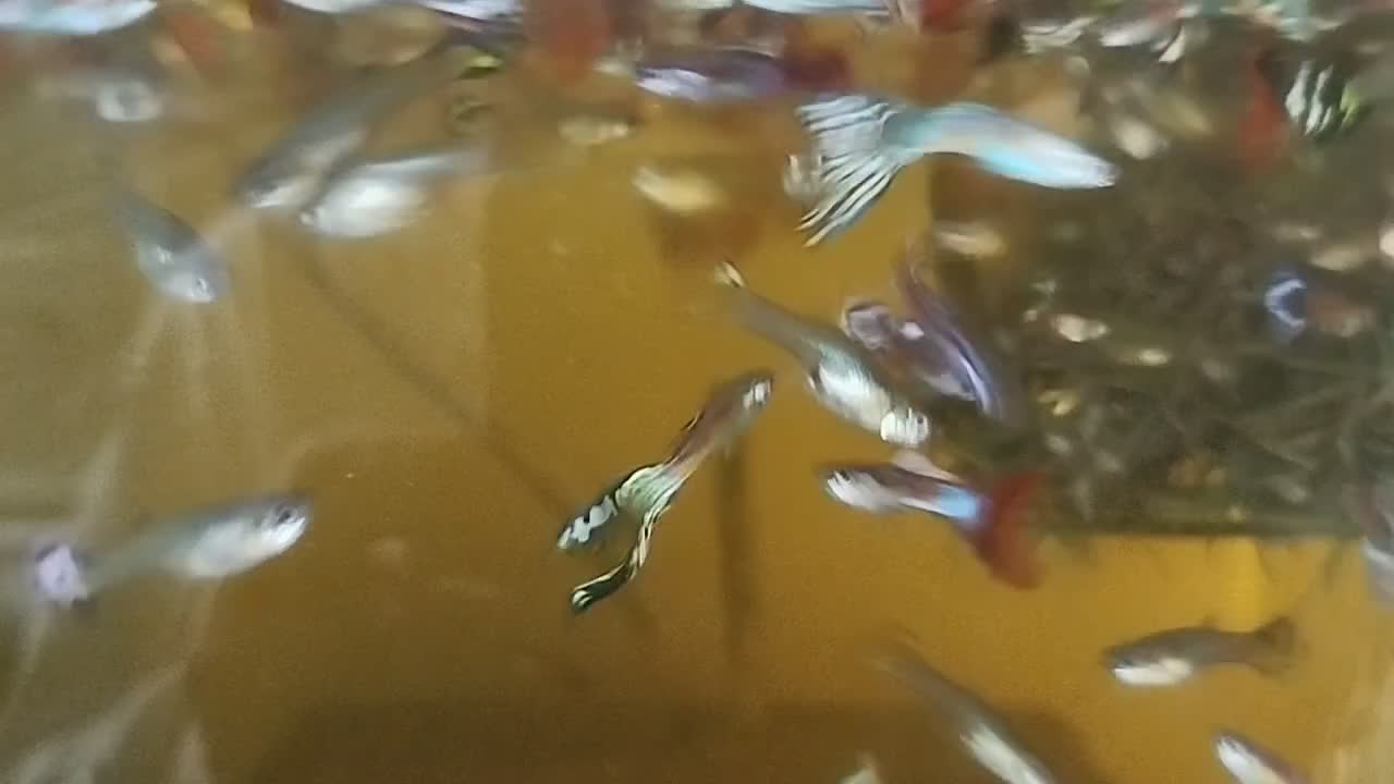 عرضه ماهی گوپی وحلزون سیب و گیاه خز کریسمس|ماهی|شیراز, شهرک مهدیه|دیوار