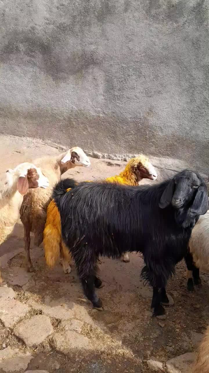 گوسفند|حیوانات مزرعه|گهواره, |دیوار