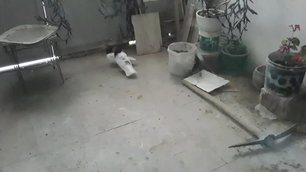 کبوتر|پرنده|شیراز, شهرک گلستان|دیوار