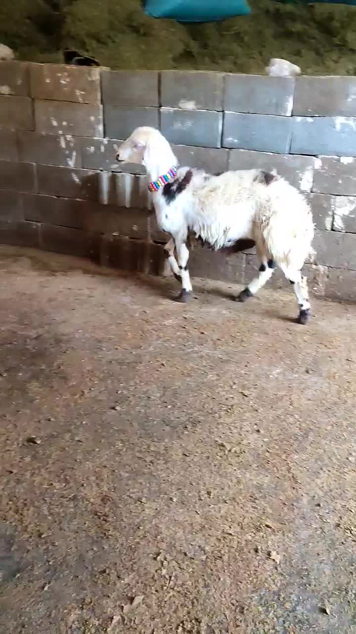 برنامه|حیوانات مزرعه|بروجرد, |دیوار