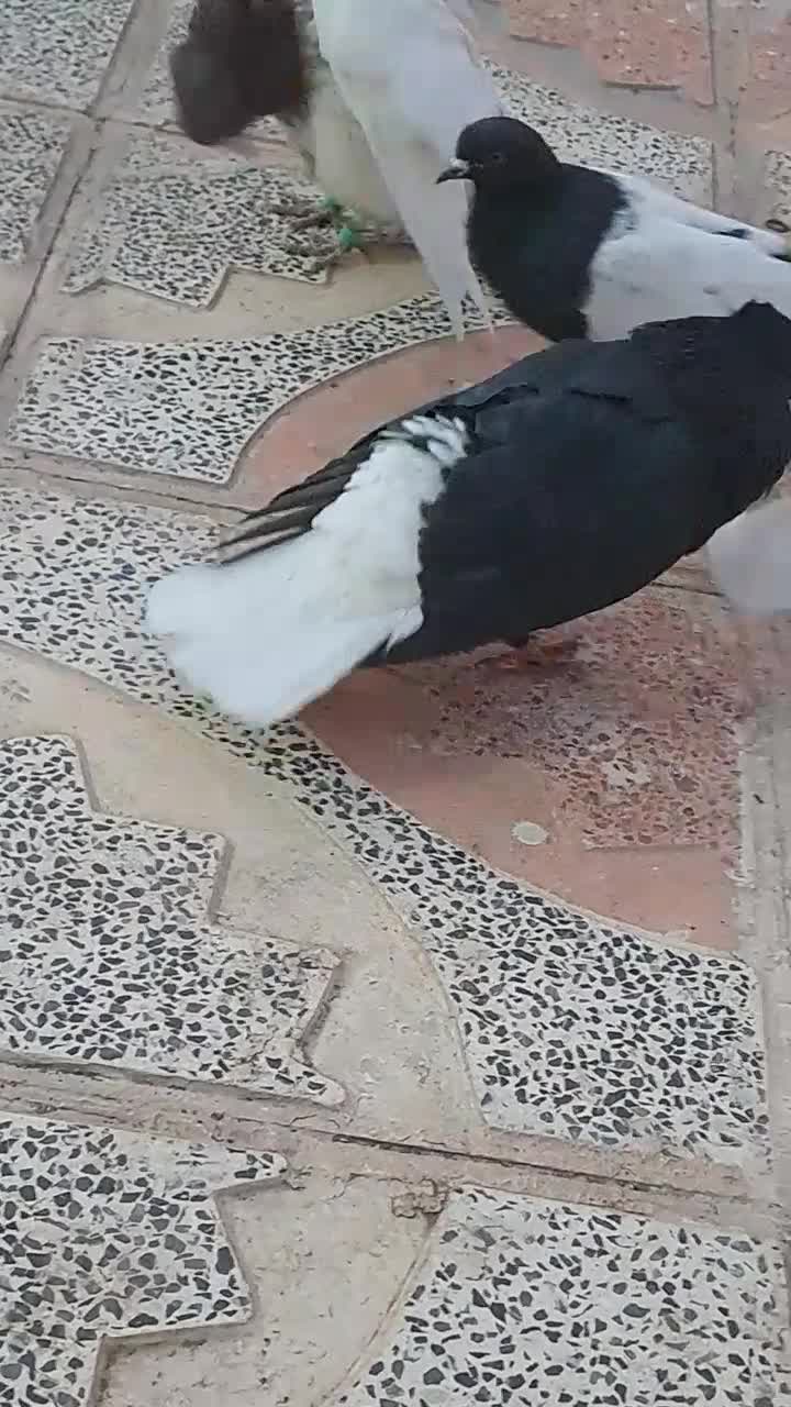 کلاغ دم سفید نر کلاهی کبوتر|پرنده|کرمان, |دیوار