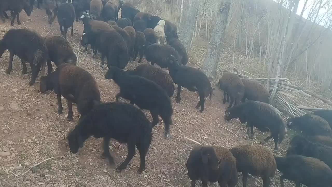 بره نر فروشی|حیوانات مزرعه|چاراویماق, |دیوار