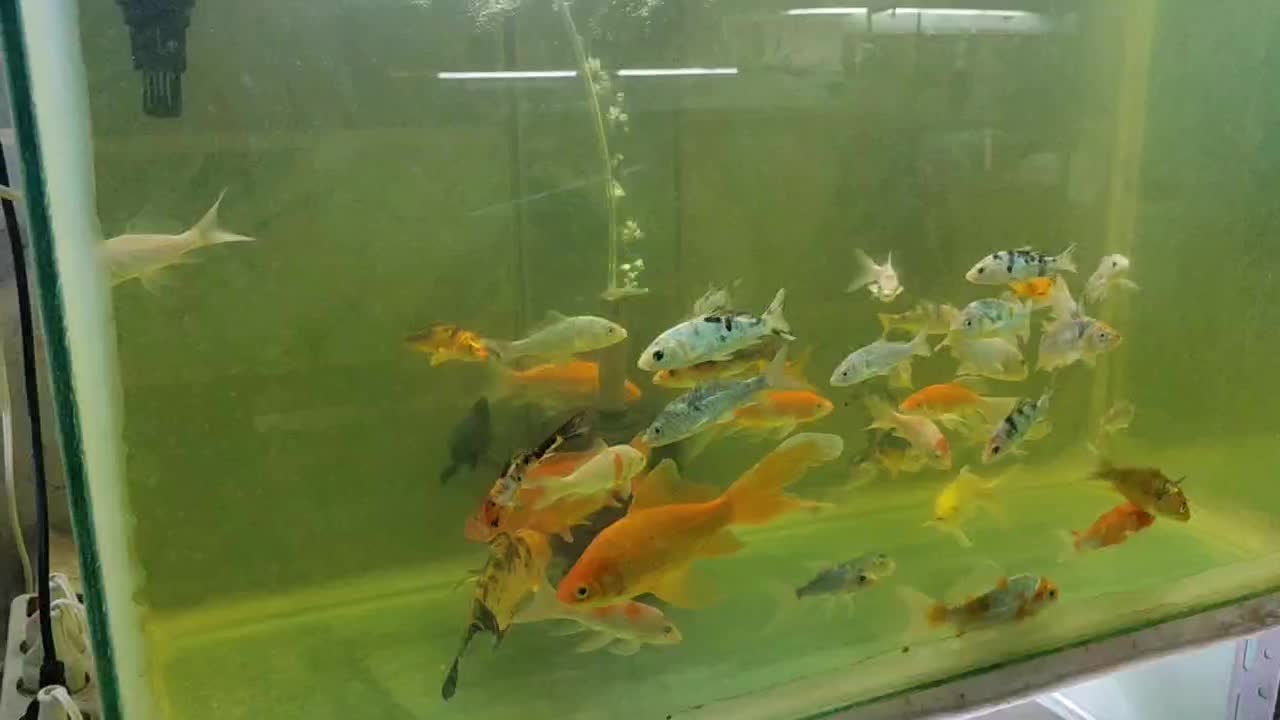 کوی باله بلند و کوی باله کوتاه|ماهی|پاکدشت, پاکدشت (مامازند)|دیوار