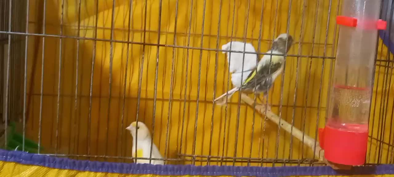 قناری نرو ماده|پرنده|همدان, |دیوار