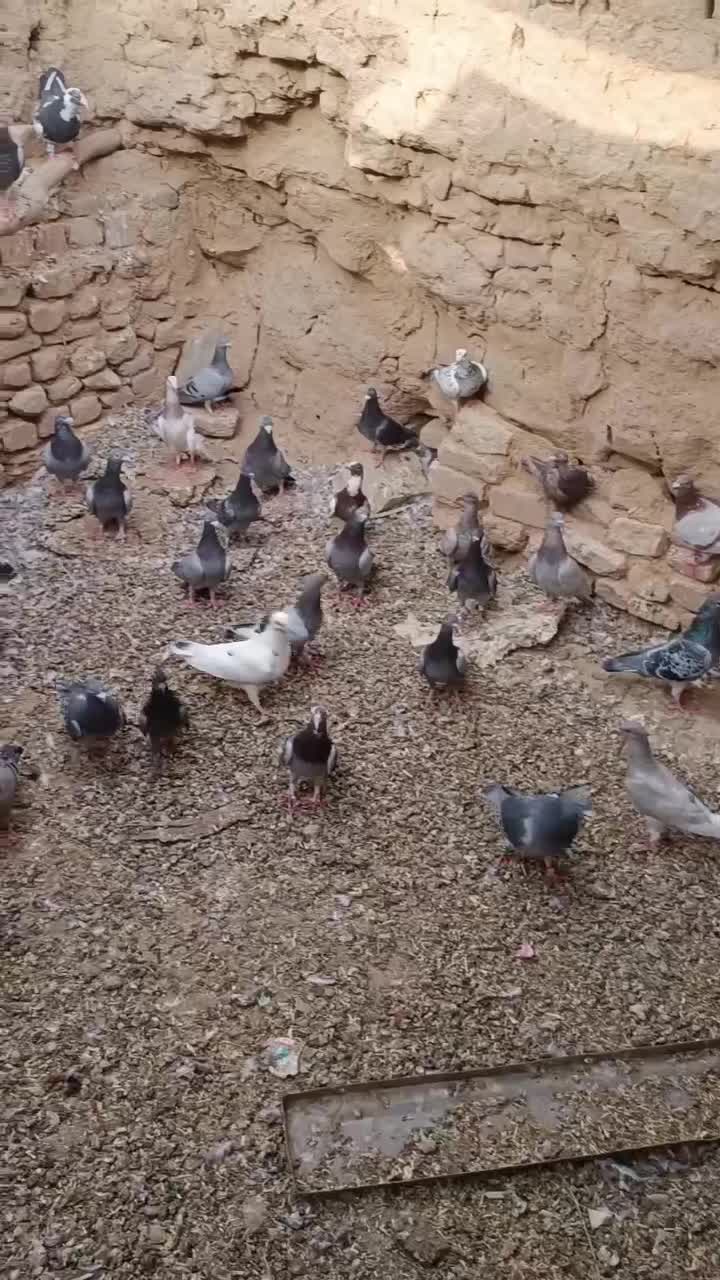 پلاکی|پرنده|زواره, |دیوار