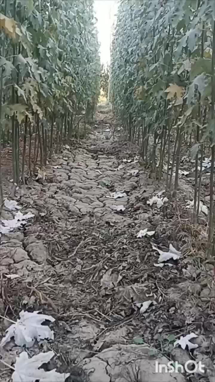 نهال صنوبر تبریزی|خدمات باغبانی و درختکاری|خوی, |دیوار