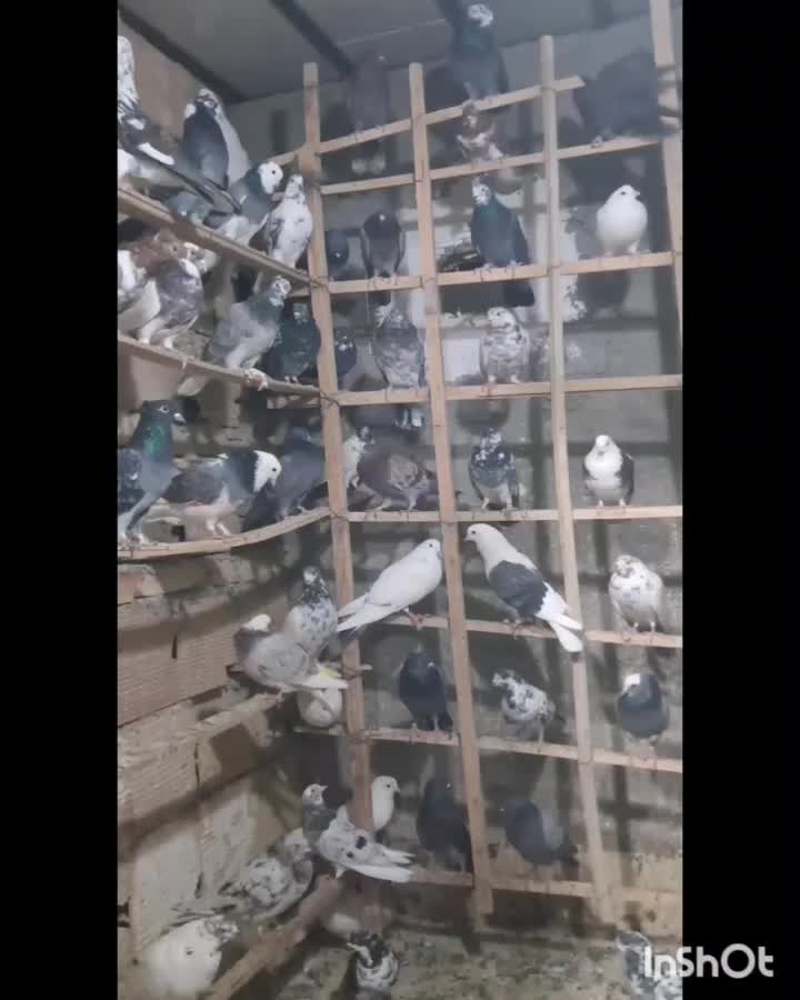 کبوتر کفتر کهنه و جوجه|پرنده|پاکدشت, پاکدشت (مامازند)|دیوار