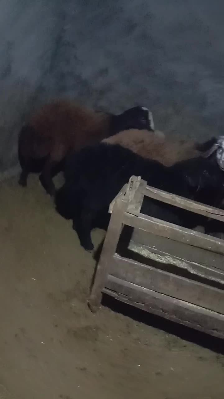 بره نر|حیوانات مزرعه|طرقبه, |دیوار