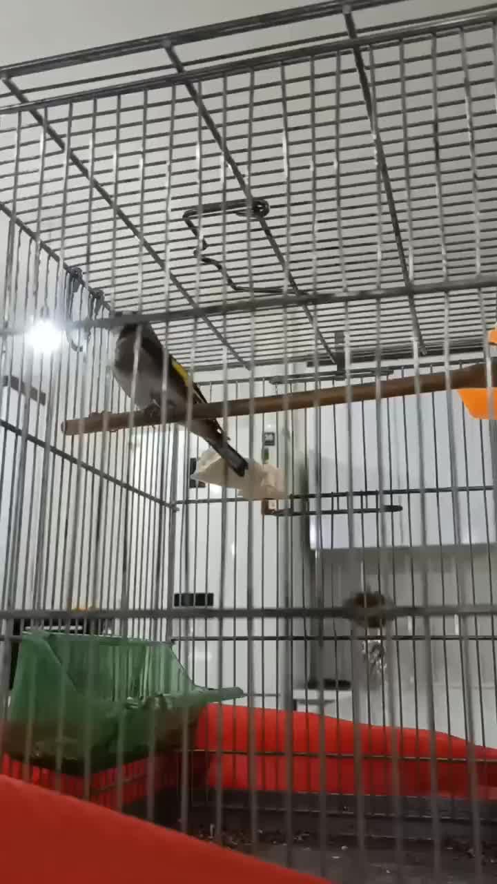 سهره|پرنده|مریوان, |دیوار