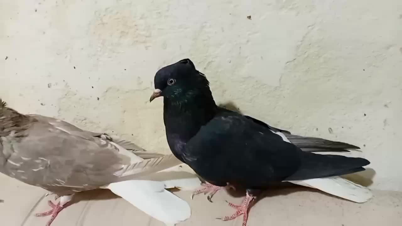 کبوتر|پرنده|کرمانشاه, |دیوار