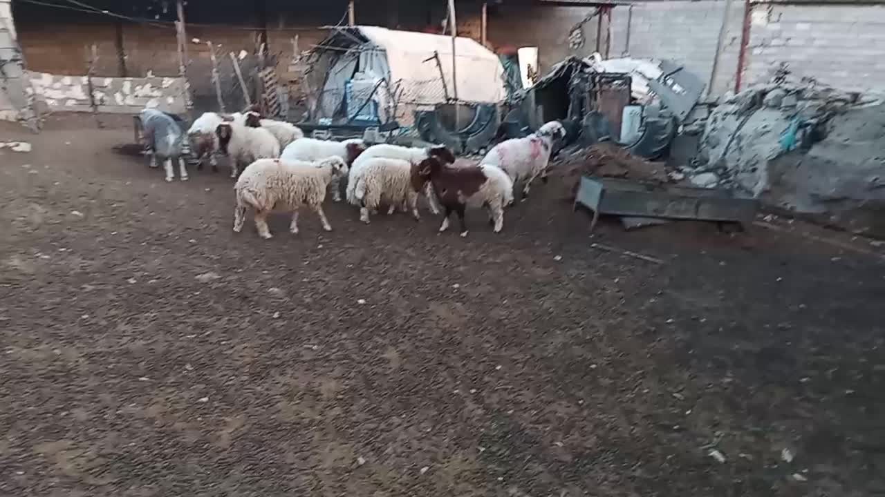 ۱۰ عدد بره نر خوشتیپ بفروش میرسد جفتی ۲۳۵۰۰|حیوانات مزرعه|پلدختر, |دیوار