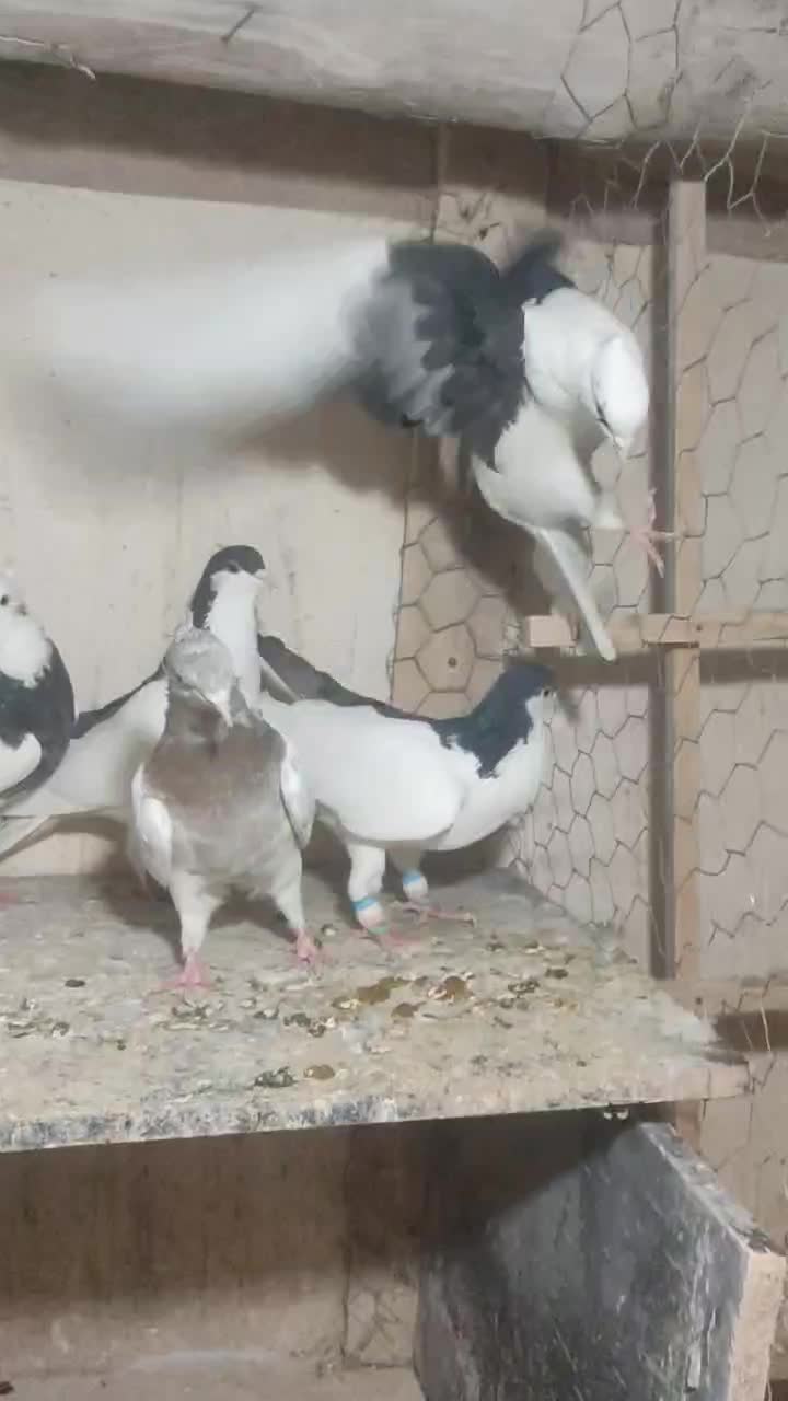 کبوتر رنگی|پرنده|اقبالیه, |دیوار