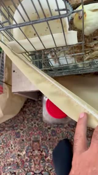 عروس هلندی ۵ تخم|پرنده|انار, |دیوار