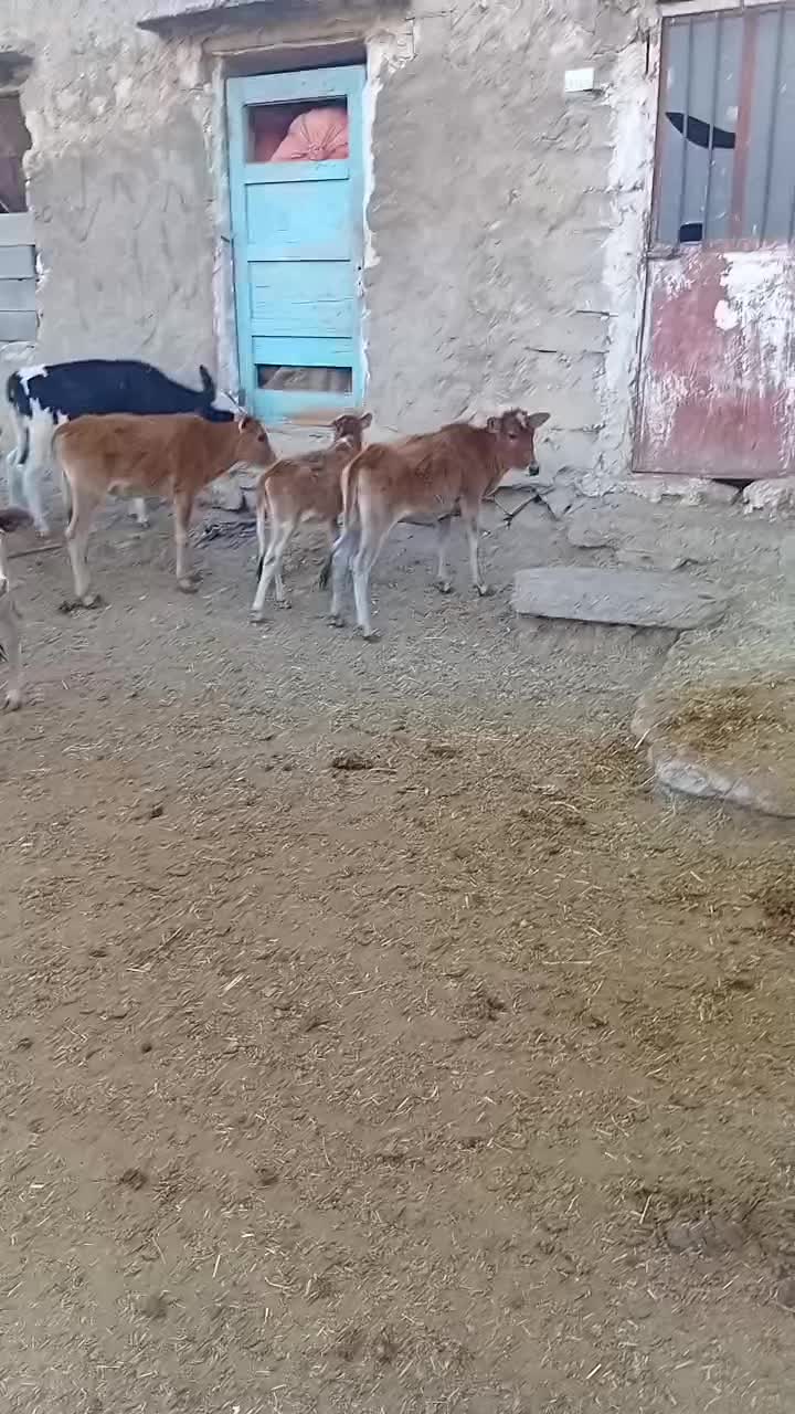 یاسوج گوساله گاو|حیوانات مزرعه|سپیدان, |دیوار