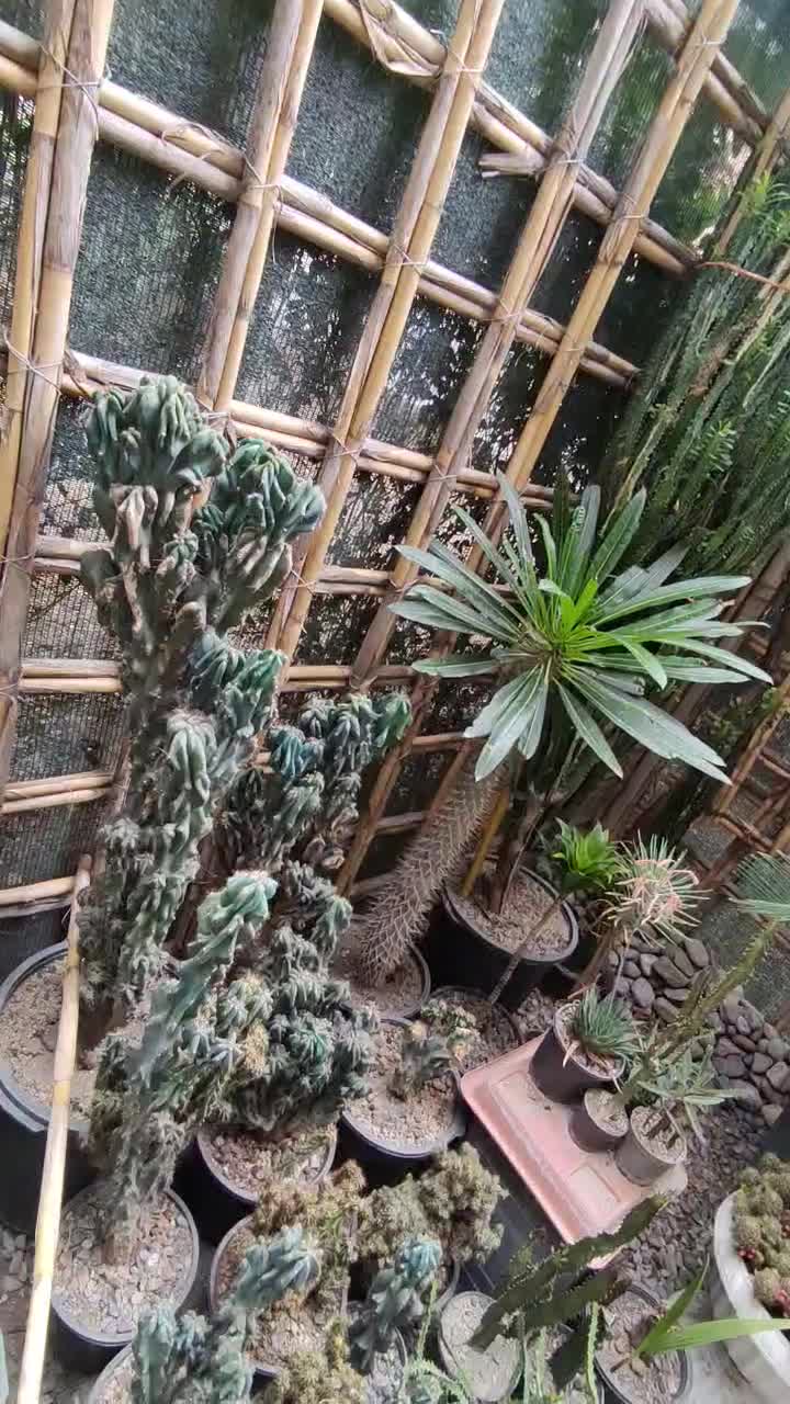 گل و کاکتوس|گل و گیاه طبیعی|گرگان, |دیوار