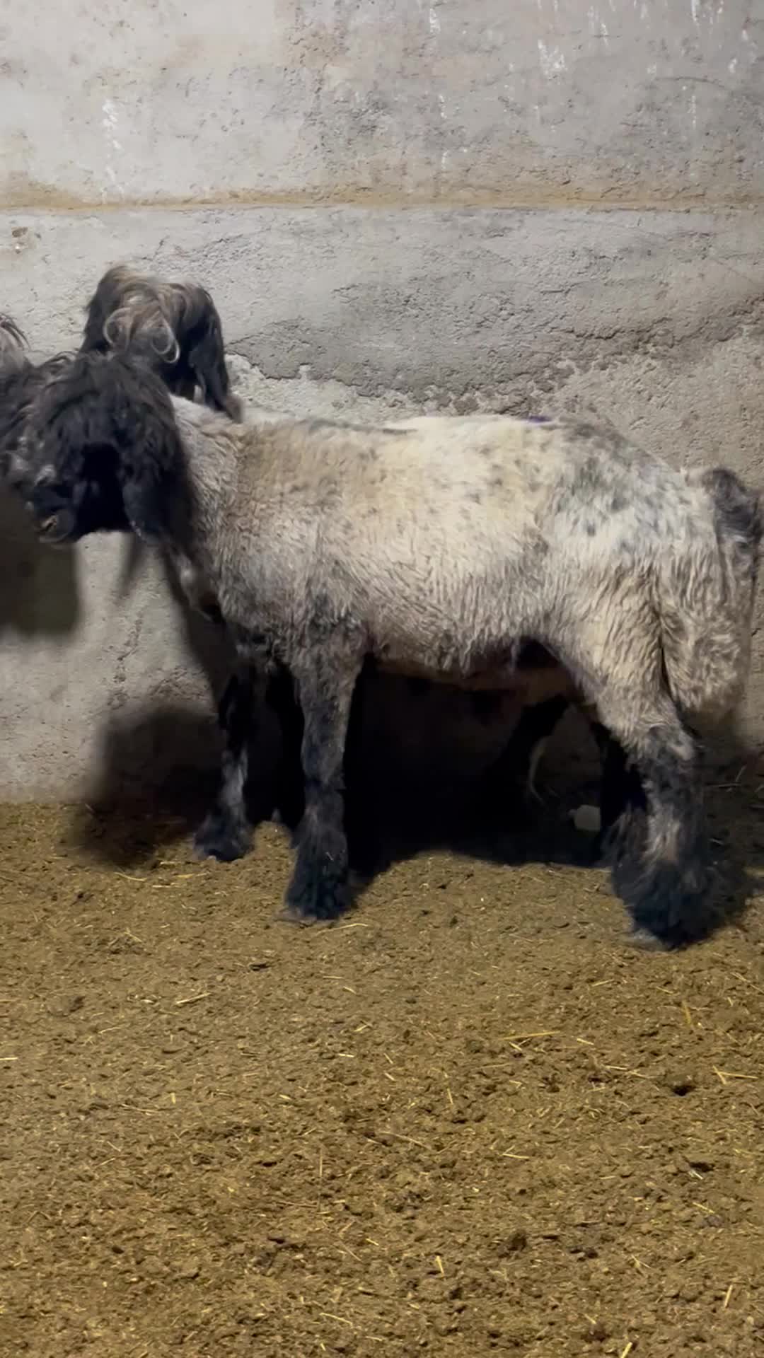 بره قوچی بختیاری|حیوانات مزرعه|شیراز, حومه شیراز|دیوار