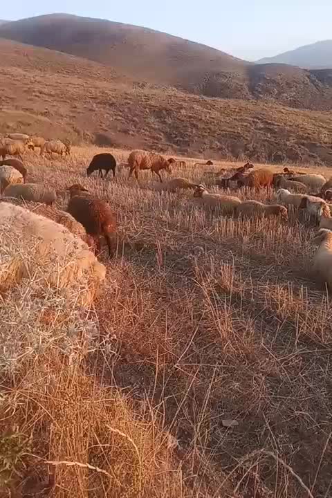 گوسفند|حیوانات مزرعه|هوراند, |دیوار