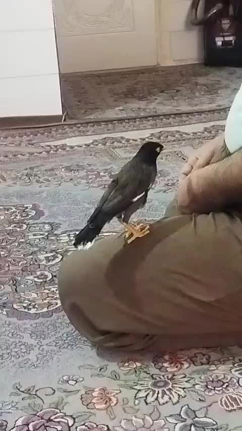 مینا سخنگو|پرنده|قم, علی آباد سعدگان|دیوار