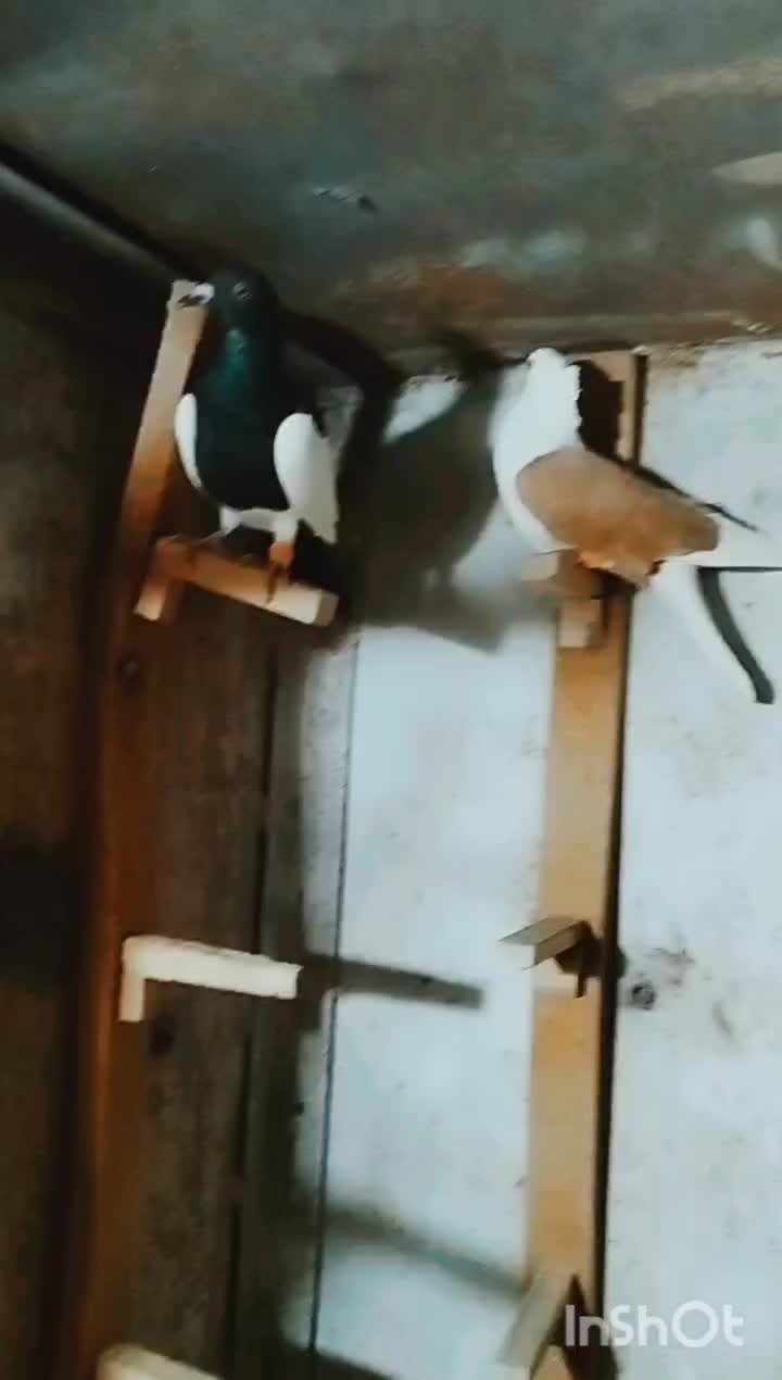 کبوتر|پرنده|رفسنجان, |دیوار