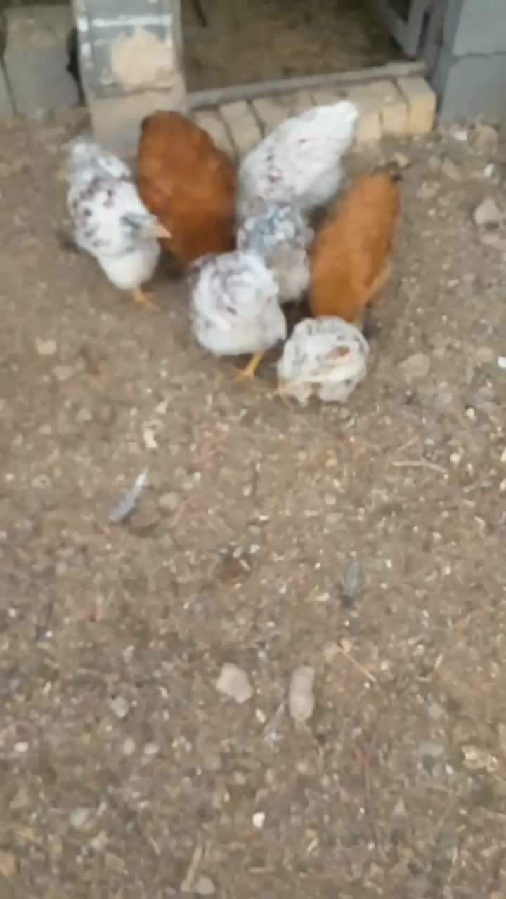 ویاندوت معاوضه|حیوانات مزرعه|اصفهان, سرشبادران|دیوار