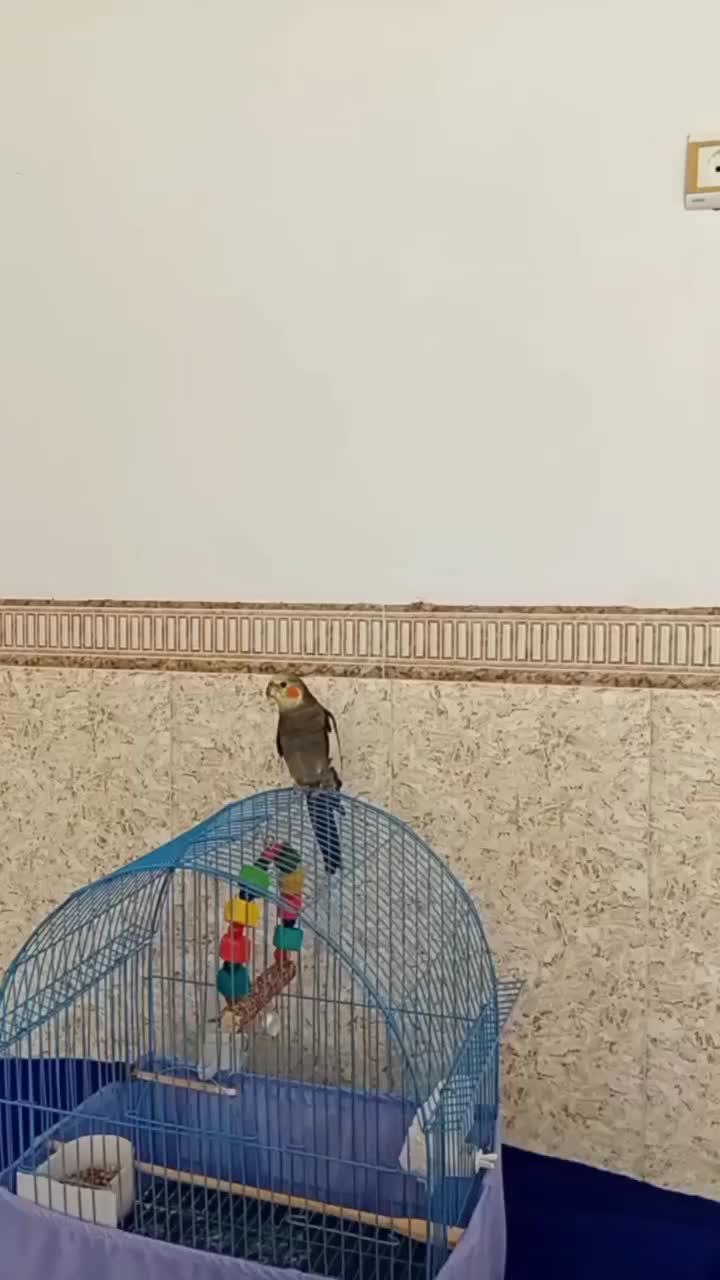 طوطی عروس|پرنده|اشنویه, |دیوار