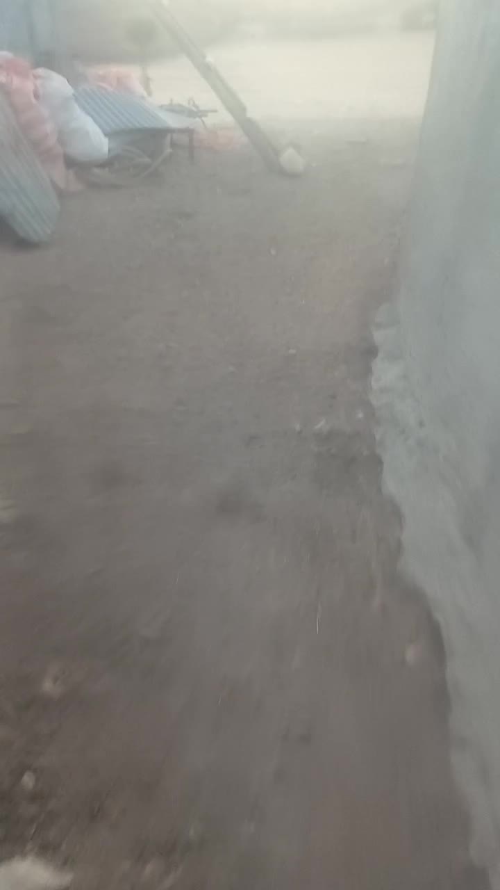 ورن اصیل سنجابی|حیوانات مزرعه|اسلام‌‌آباد غرب, |دیوار