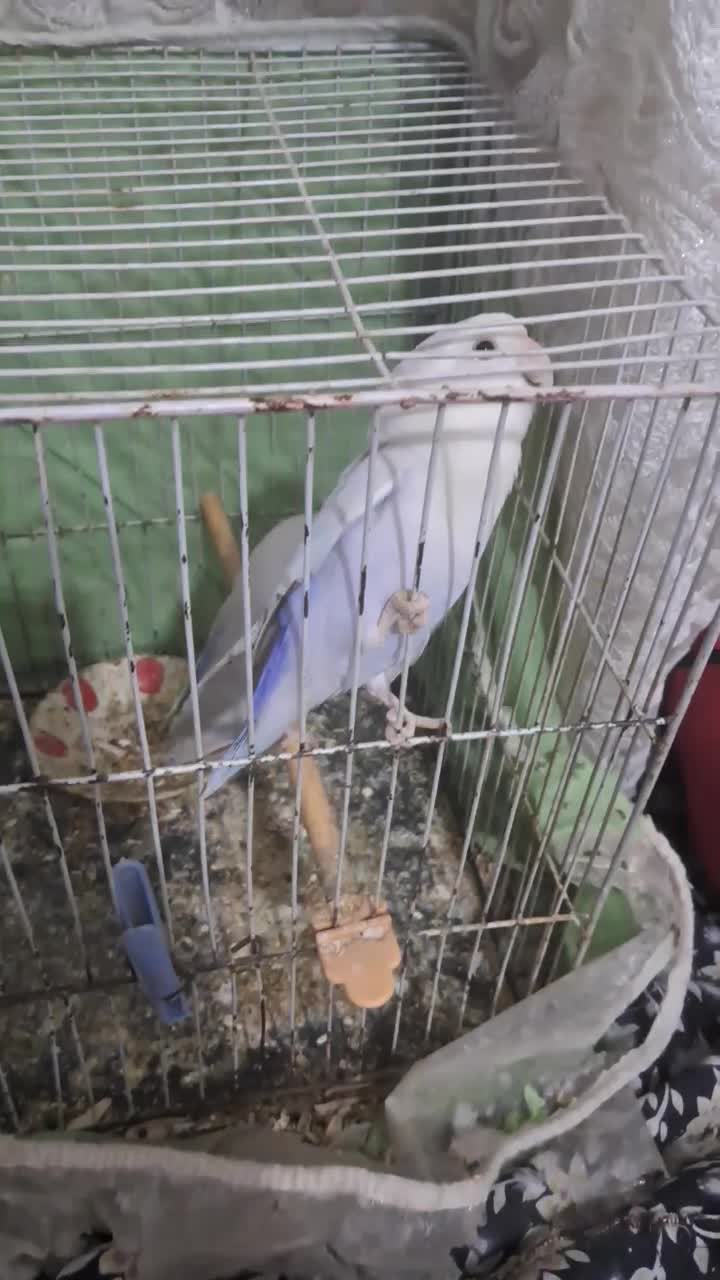 کوتوله|پرنده|مشهد, شهید قربانی|دیوار