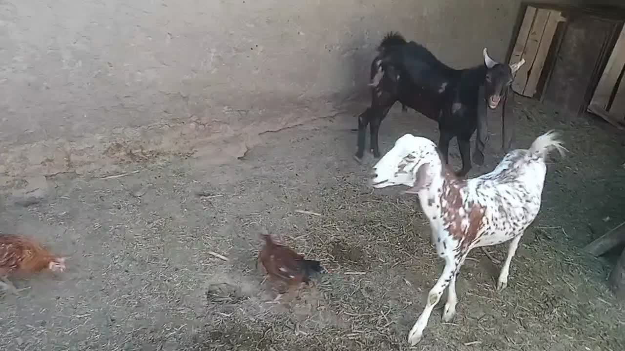 کهر نرکاموری|حیوانات مزرعه|ماهان, |دیوار