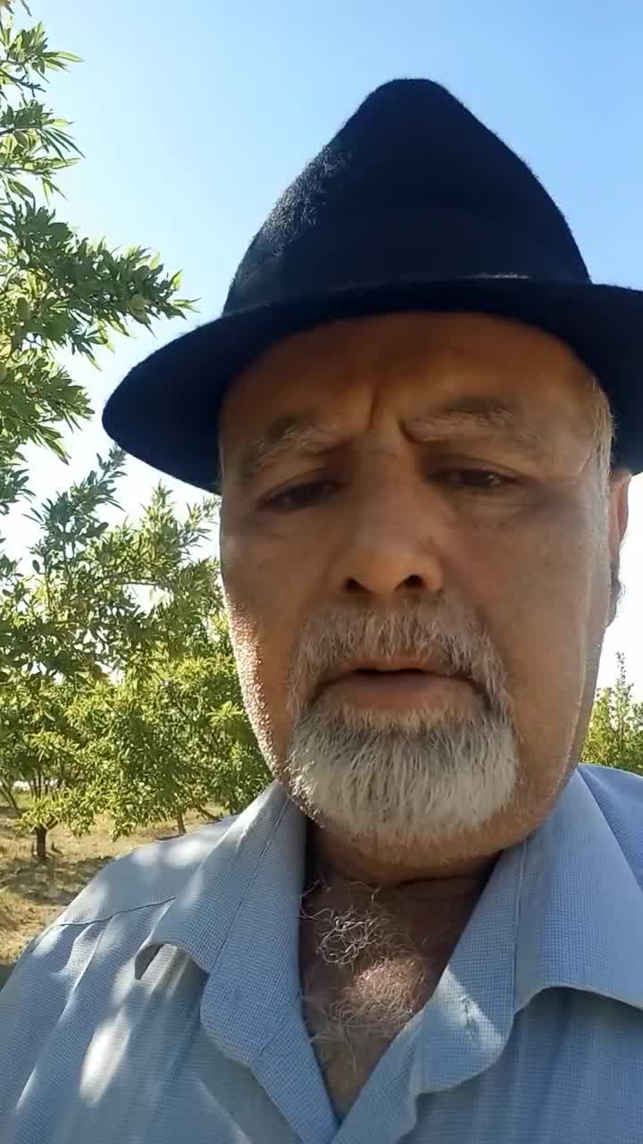 باغ بادام و زردآلو  مثمر با قیمت باور نکردنی|فروش دفتر صنعتی، کشاورزی، تجاری|سامان, |دیوار