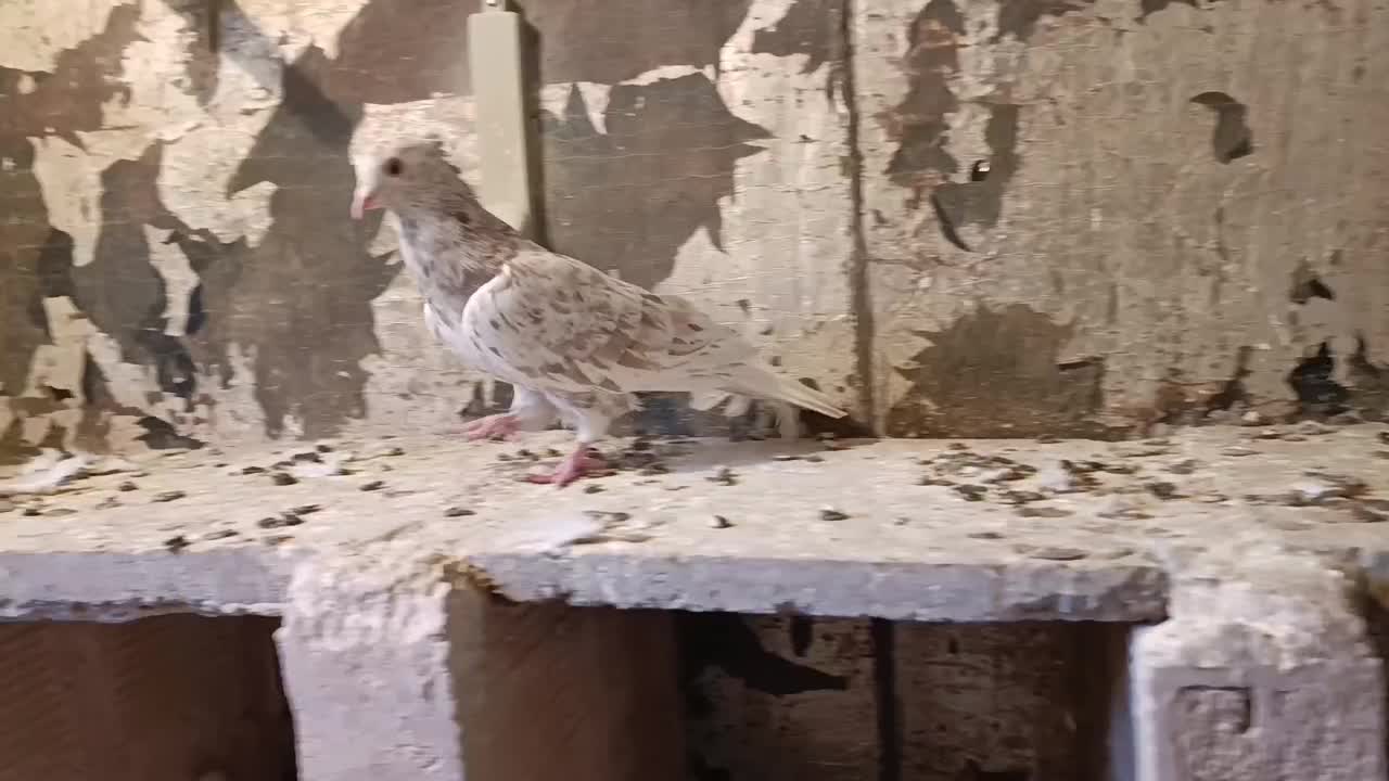 ۲۶عدد دم سفید کاکولی|پرنده|تربتحیدریه, کاشانی|دیوار