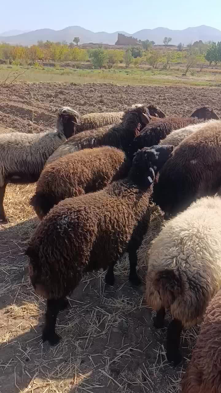 بره قوچ هتروزیگوت|حیوانات مزرعه|خمین, |دیوار