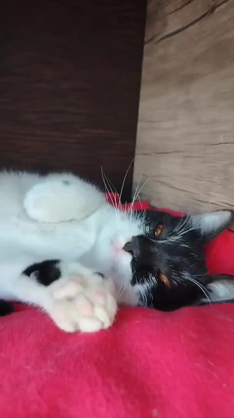 گربه ناز و ملوس پیدا شده، گمشده شما نیست|حیوانات|مشهد, شهید فرامرز عباسی|دیوار