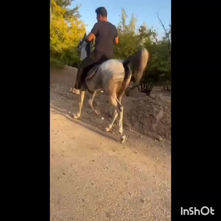 اسب|اسب و تجهیزات اسب‌سواری|چترود, |دیوار