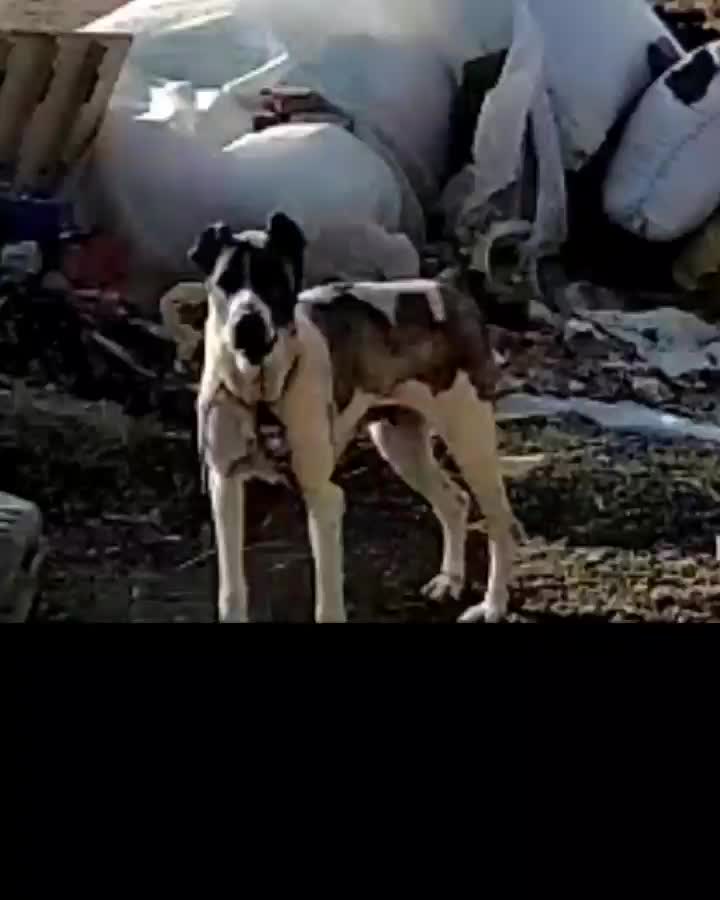 ماده سرابی آلاش|سگ|اردبیل, |دیوار