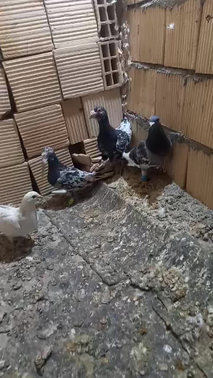 کفتر|پرنده|بردسکن, |دیوار