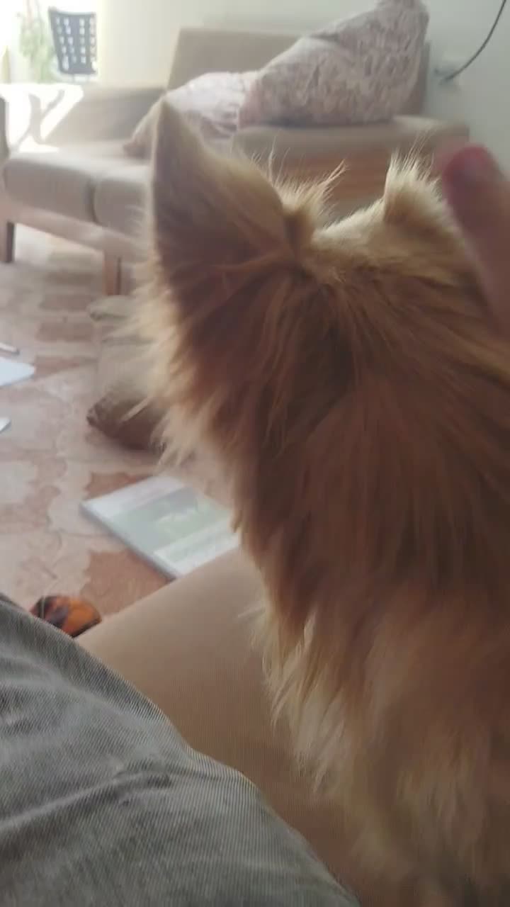 سگ روباهی|سگ|یاسوج, |دیوار