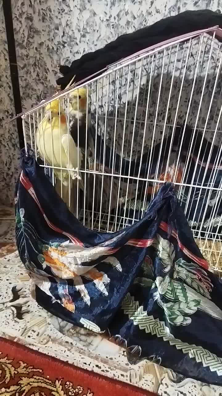 عروس|پرنده|زابل, |دیوار