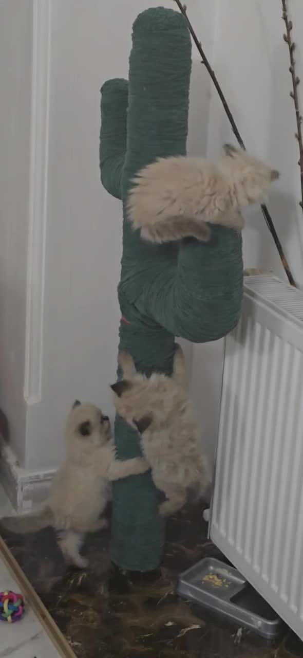 گربه پرشین هیمالین دختر و پسر|گربه|آفتاب, |دیوار