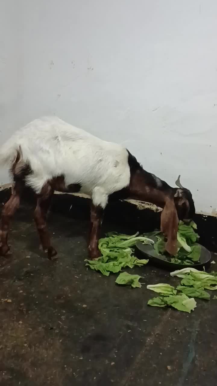 بز پاکستانی|حیوانات مزرعه|مهاباد (آذربایجان غربی), |دیوار