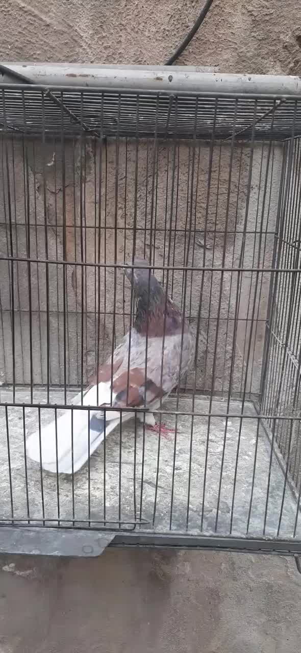 کفتر مایه|پرنده|نسیمشهر, |دیوار