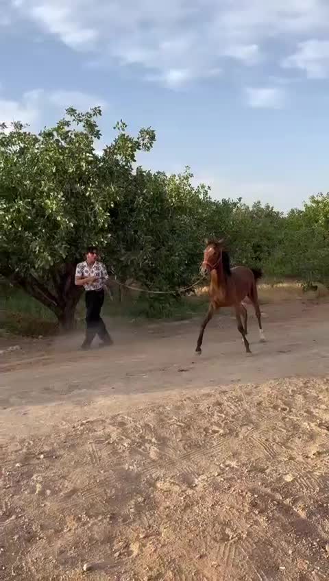 اسب|اسب و تجهیزات اسبسواری|اردکان, |دیوار