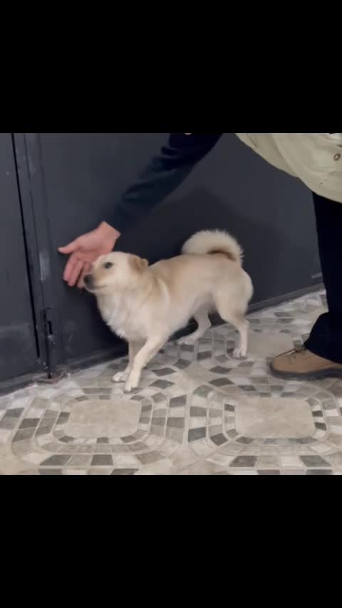 واگذاری سگ|سگ|لنگرود, |دیوار