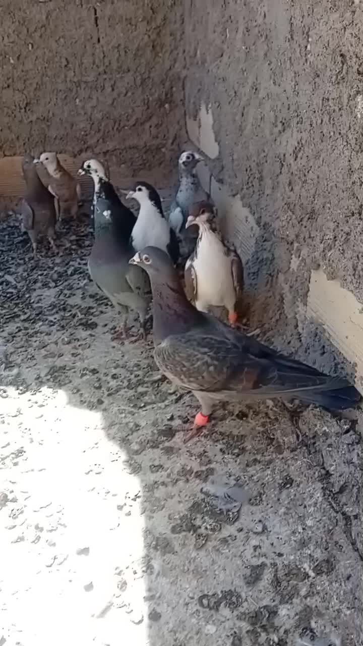 چندتا نریک ماده کفترای جوین|پرنده|سبزوار, توحیدشهر|دیوار