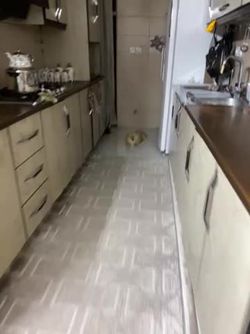 پامر خرسی|سگ|ری, سیزده آبان|دیوار