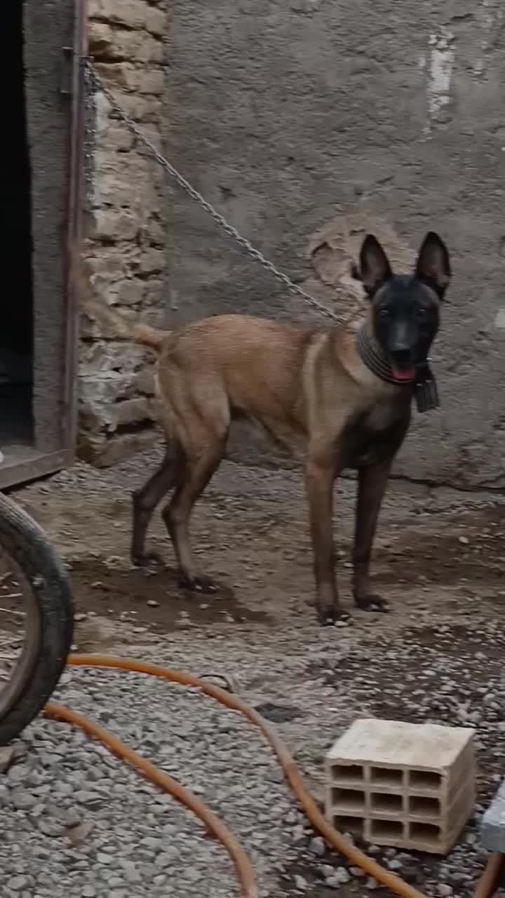 ماده مالینویز|سگ|بم, |دیوار