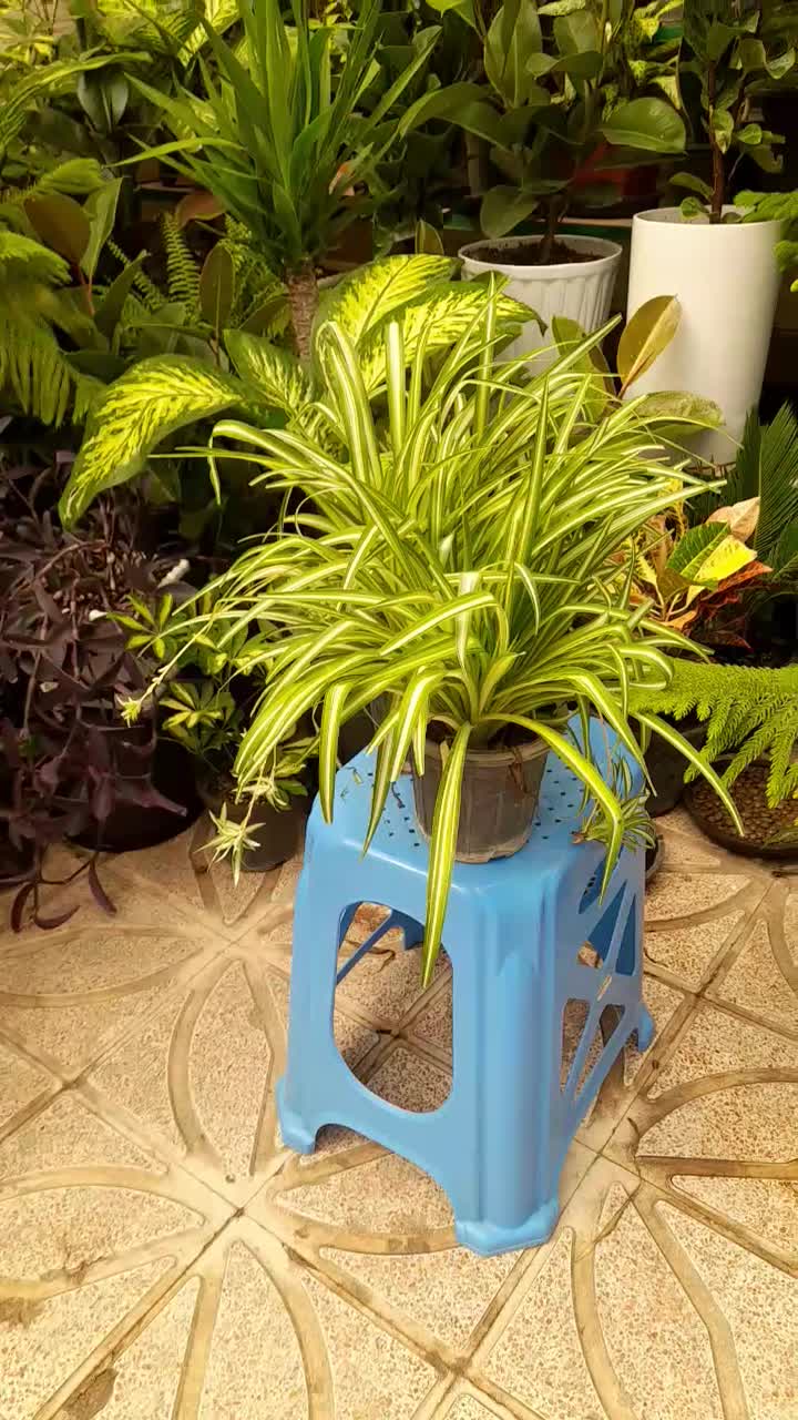 گل آپارتمانی کند.می پر برکت وتصفیه هوا|گل و گیاه طبیعی|تبریز, |دیوار