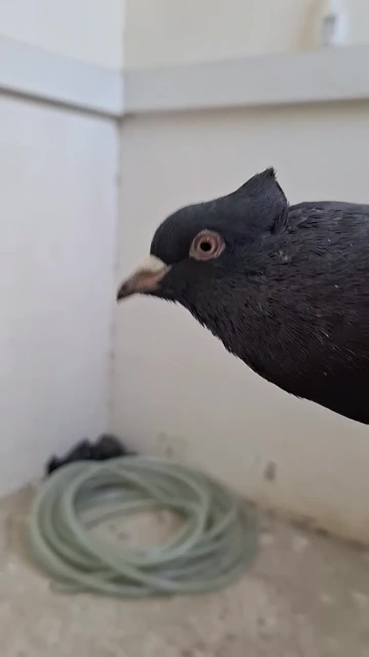 کبوتر|حیوانات|ملایر, |دیوار