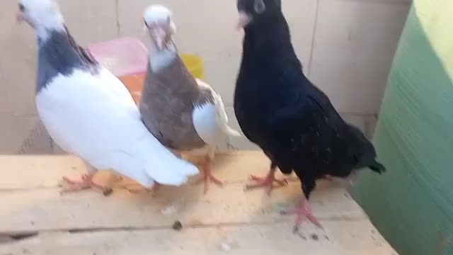 زاغ و طوقی|پرنده|یزد, |دیوار