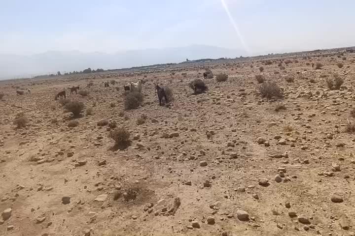 کهره چاق نقلی|حیوانات مزرعه|شیراز, شهرک امام حسن|دیوار