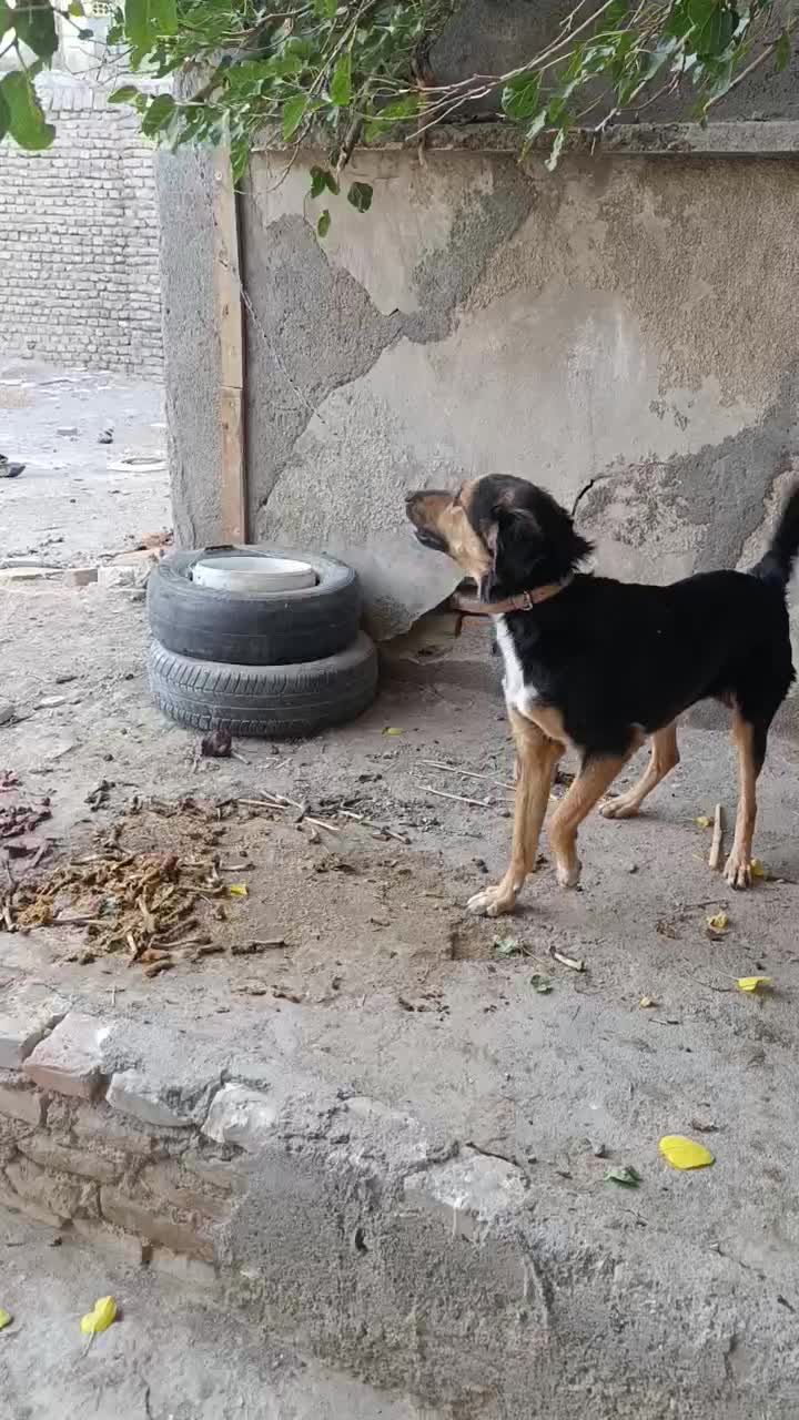 سگ نگهبان و سگ خانگی|سگ|مشهد, طلاب|دیوار